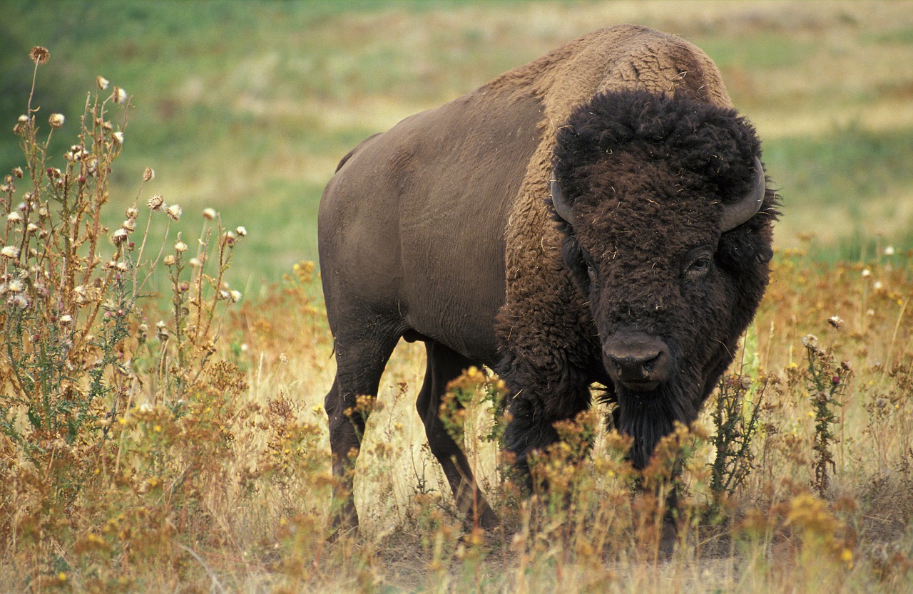 Spirit of the Buffalo Pow Wow and Native American – International Market World